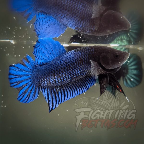 Hades Series Fighter HS6#10 Imported Thai Bloodline Betta Plakat