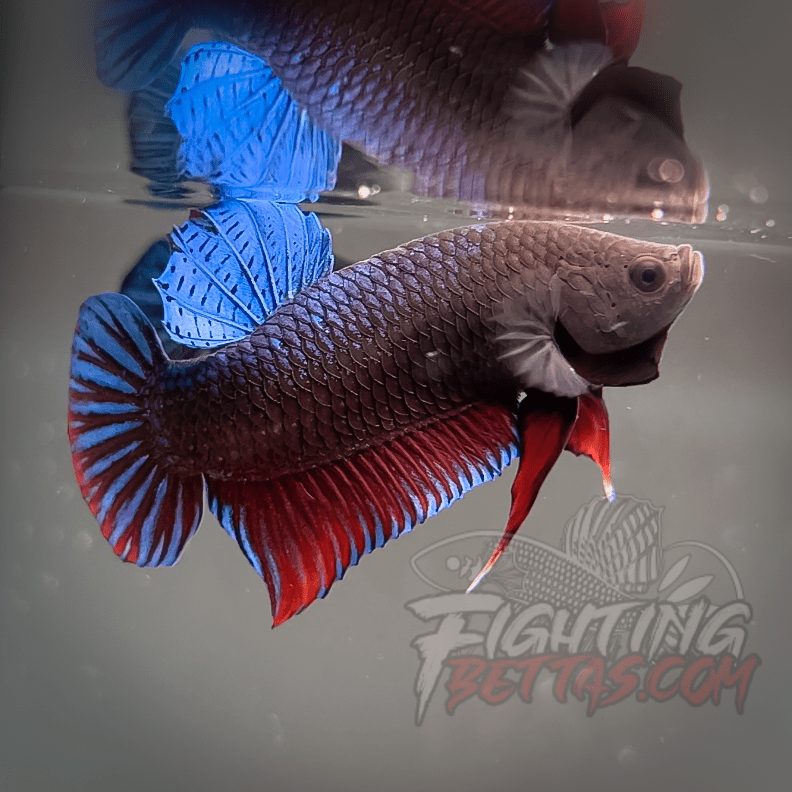 Spartan Series Ultimate Fighter SP1#4 Thai Bloodline Betta Plakat