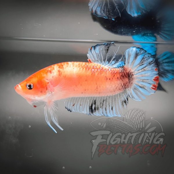 Sakai “GHOST” Fighter SG10#8 Thai Bloodline Betta Plakat