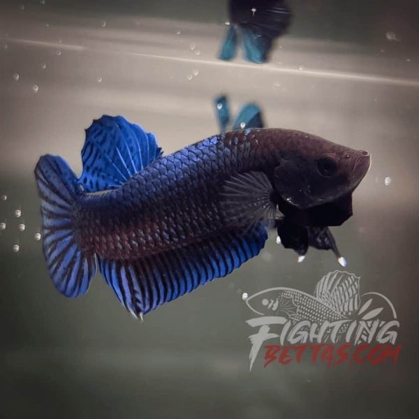 Hades Series Fighter HS6#16 Imported Thai Bloodline Betta Plakat