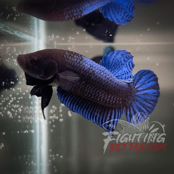 Hades Series Fighter HS6#16 Imported Thai Bloodline Betta Plakat