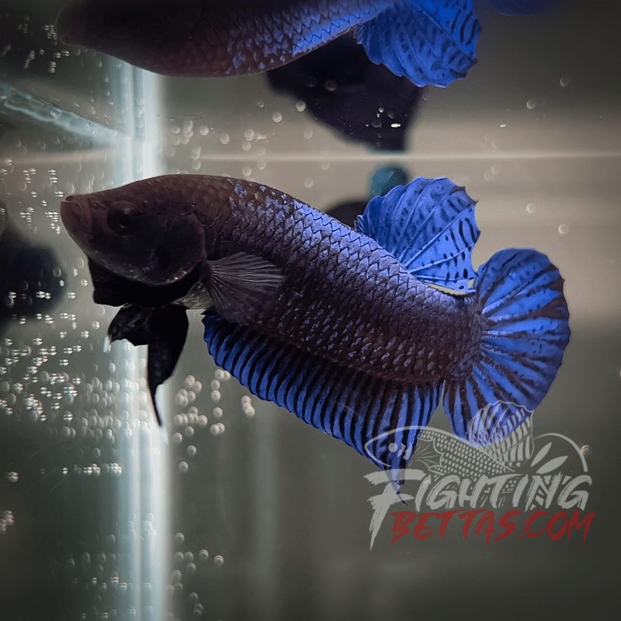 Hades Series Fighter HS6#16 Imported Thai Bloodline Betta Plakat
