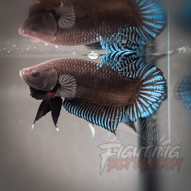 Phantom Series V4#11 Imported Thai Bloodline Betta Plakat