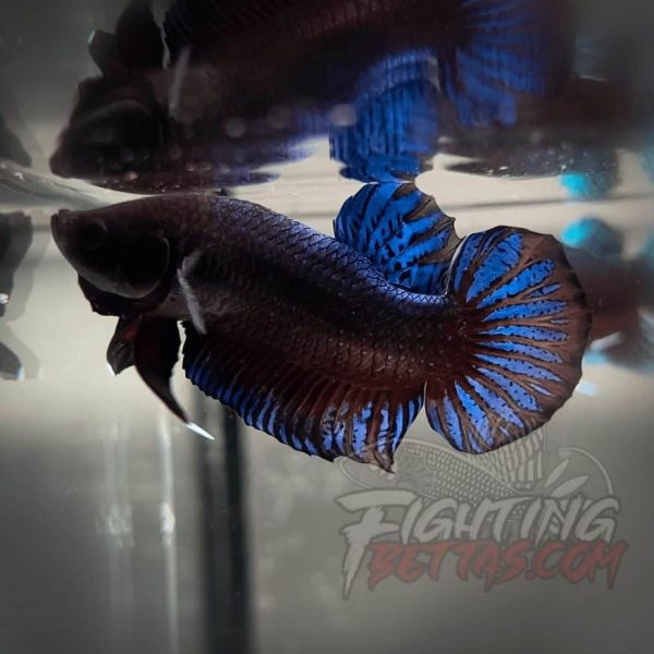 Hades Series Fighter HS6#9 Imported Thai Bloodline Betta Plakat