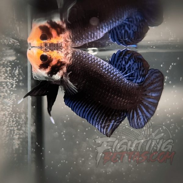 Sakai “GHOST” Fighter SG9#17 Thai Bloodline Betta Plakat