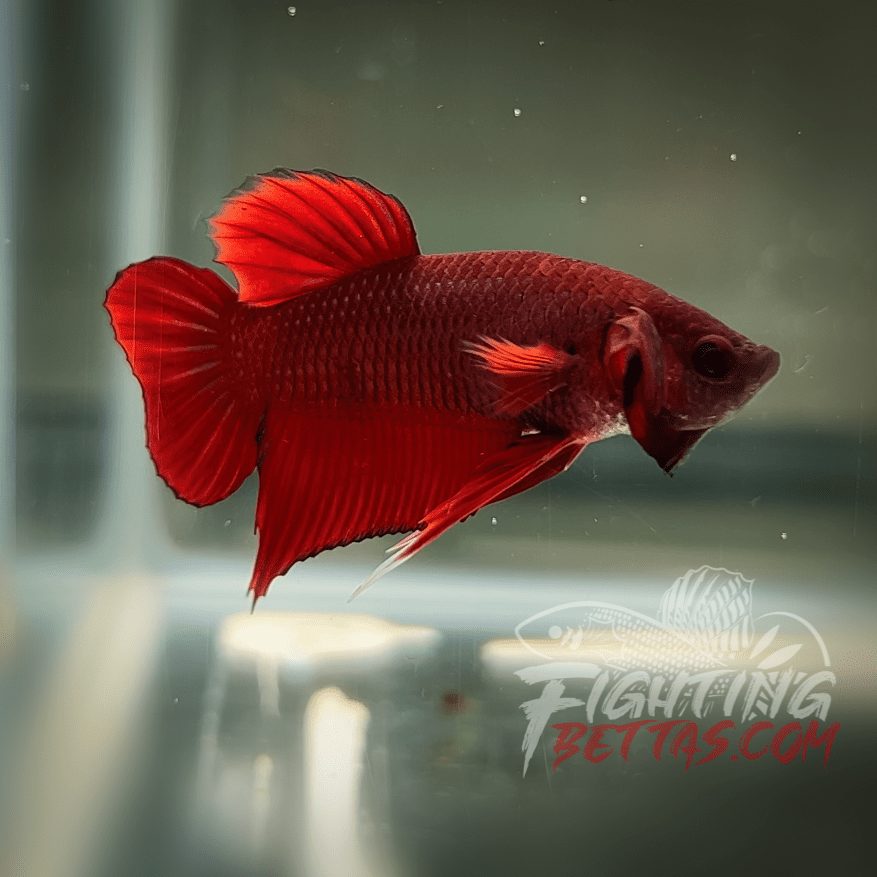 Fire Bagan API BA2#1 Imported Indo Bloodline Betta Plakat