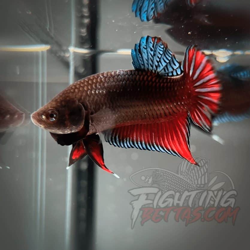 Sakai Top Fighter D122#2 Imported Thai Bloodline Betta Plakat