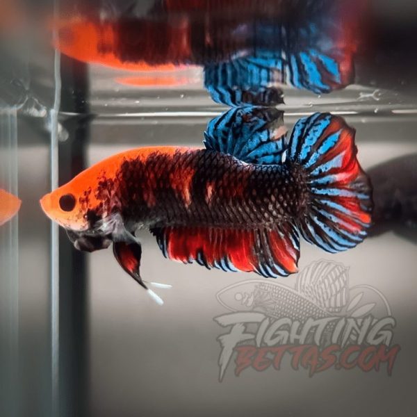 Sakai “GHOST” Fighter SG10#4 Thai Bloodline Betta Plakat