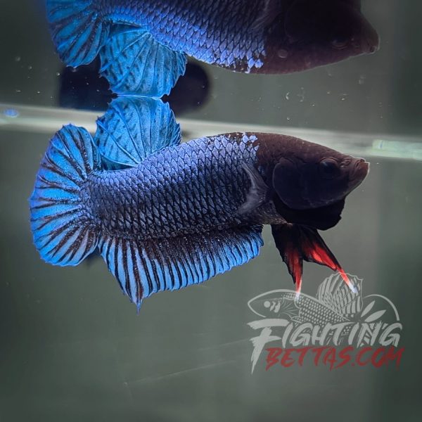 Phantom Series PH#5 Imported Thai Bloodline Betta Plakat