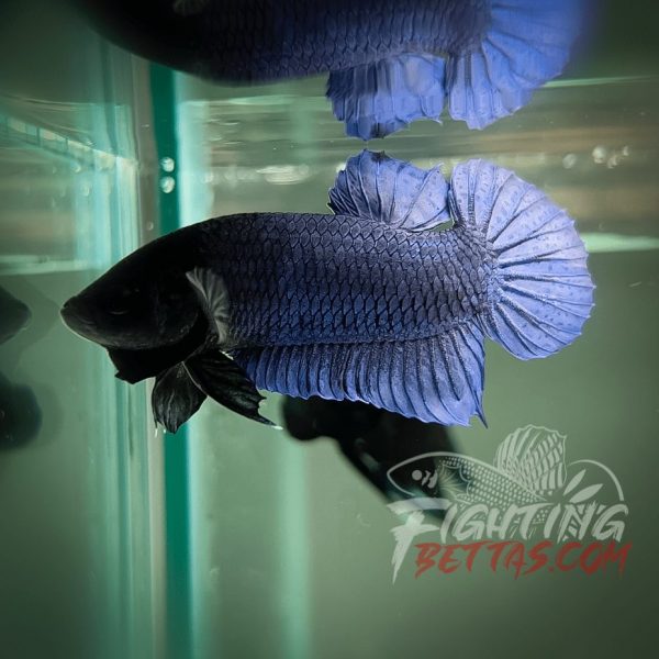 Hades Series Fighter HS6#15 Imported Thai Bloodline Betta Plakat