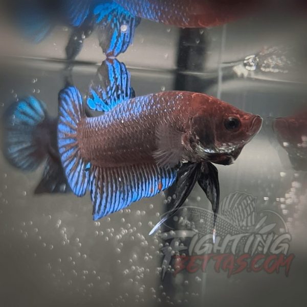 Sakai “GHOST” Fighter SG9#19 Thai Bloodline Betta Plakat