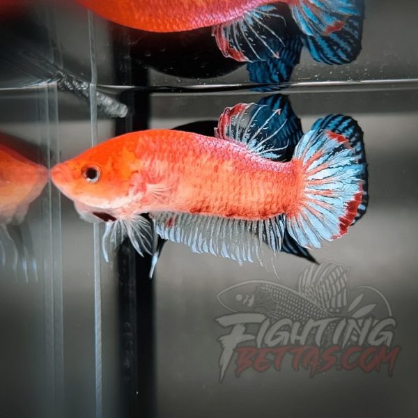 Sakai “GHOST” Fighter SG10#2 Thai Bloodline Betta Plakat