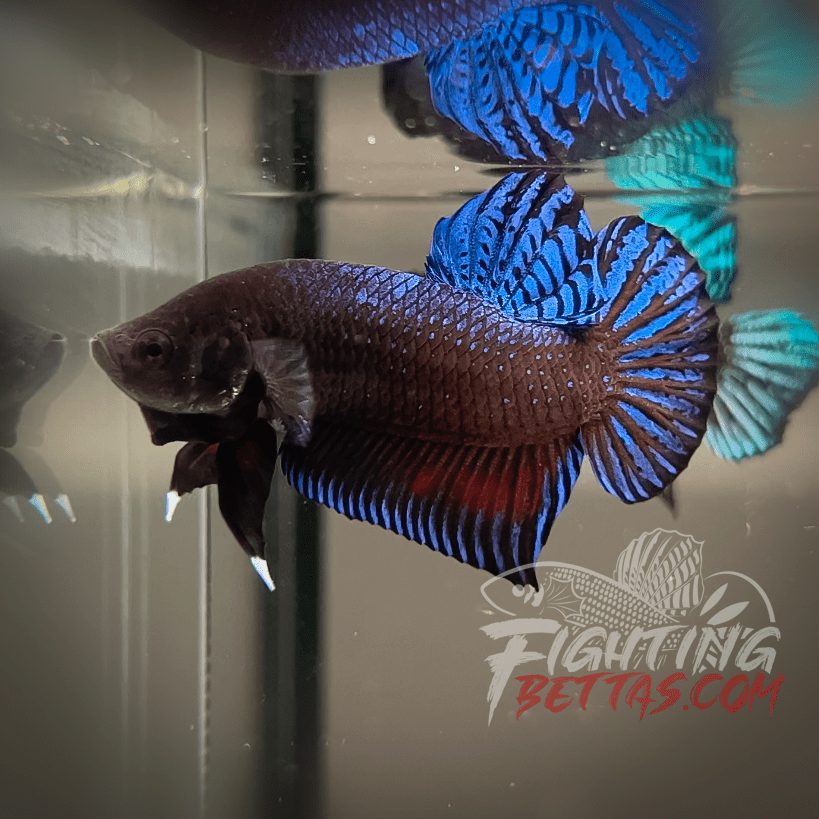 Medan Super ”MDS” 4#1 Imported Indo Bloodline Betta Plakat