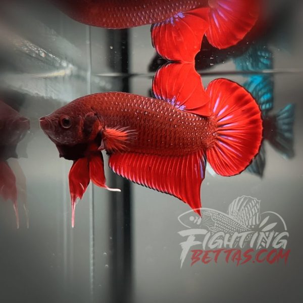 Fire Bagan API BA2#4 Imported Indo Bloodline Betta Plakat
