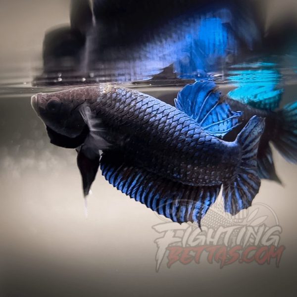 Hades Series Fighter HS6#5 Imported Thai Bloodline Betta Plakat