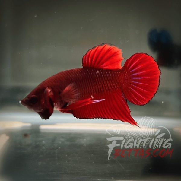 Fire Bagan API BA2#1 Imported Indo Bloodline Betta Plakat