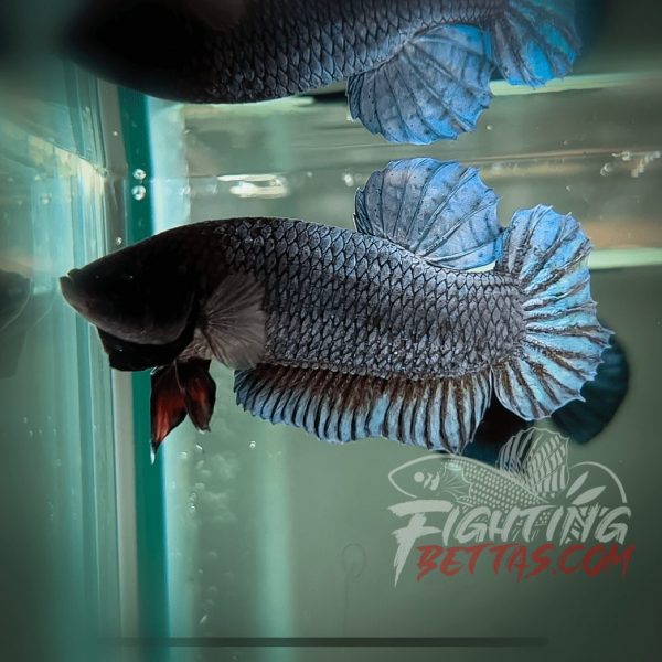 Phantom Series PH#2 Imported Thai Bloodline Betta Plakat