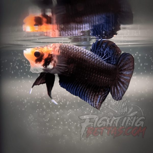 Sakai “GHOST” Fighter SG9#17 Thai Bloodline Betta Plakat