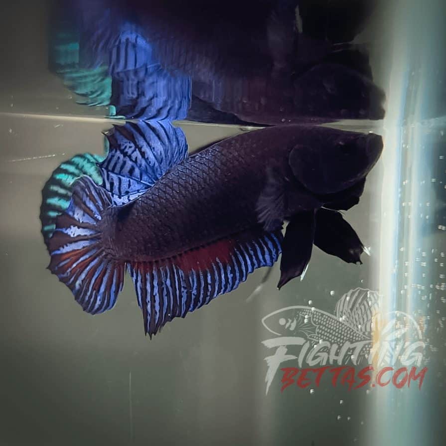 Vietnam - Cambodia VC#4 Imported Thai Bloodline Betta Plakat