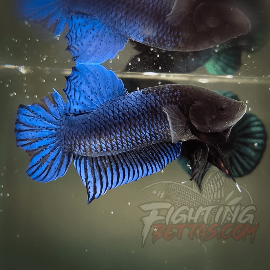 Hades Series Fighter HS6#10 Imported Thai Bloodline Betta Plakat