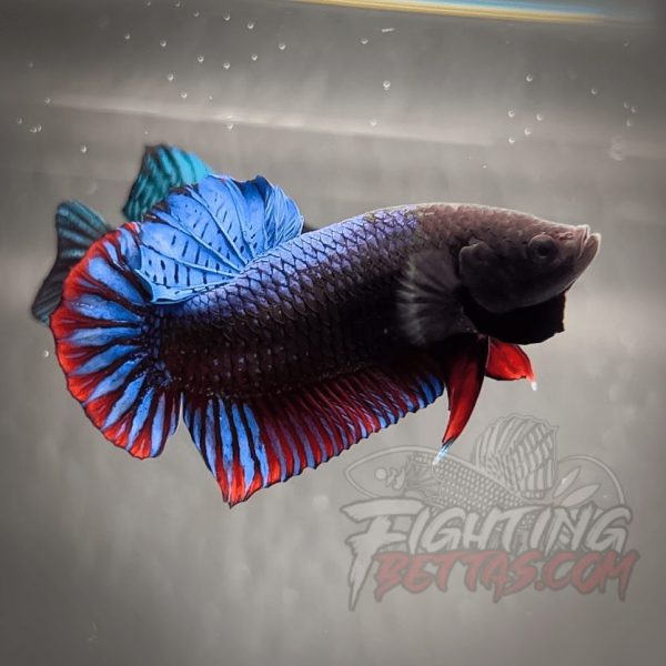 Spartan Series Ultimate Fighter SP1#2 Thai Bloodline Betta Plakat