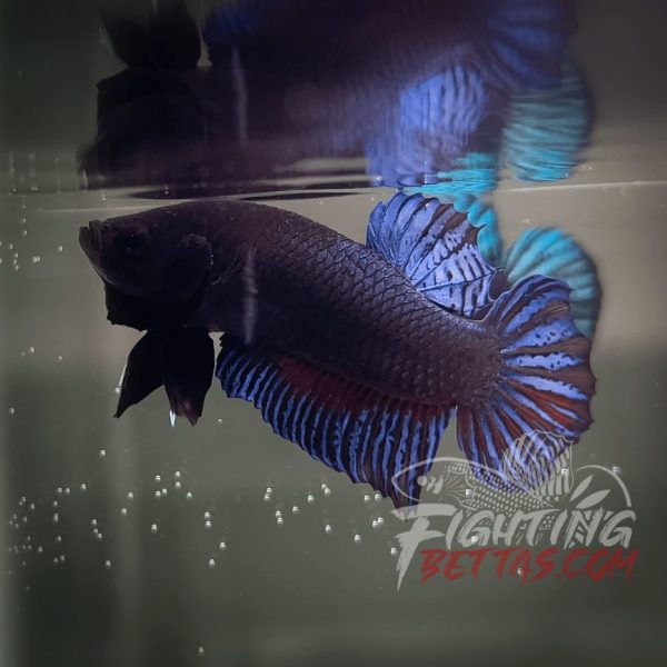 Vietnam – Cambodia VC#4 Imported Thai Bloodline Betta Plakat