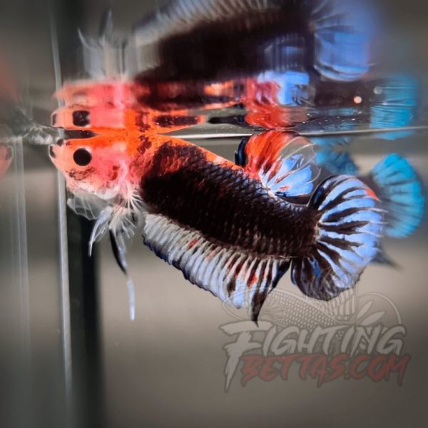 Sakai “GHOST” Fighter SG10#3 Thai Bloodline Betta Plakat