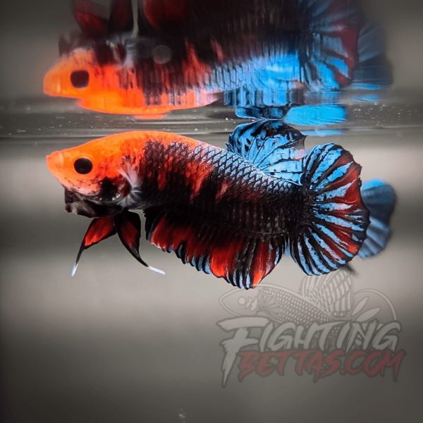 Sakai “GHOST” Fighter SG10#4 Thai Bloodline Betta Plakat