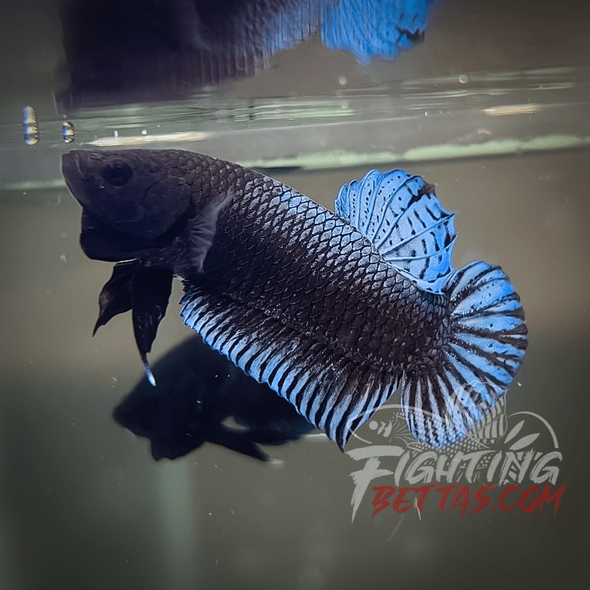 Phantom Series PH#4 Imported Thai Bloodline Betta Plakat