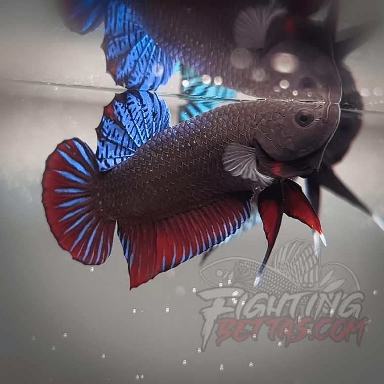 Spartan Series Ultimate Fighter SP1#5 Thai Bloodline Betta Plakat