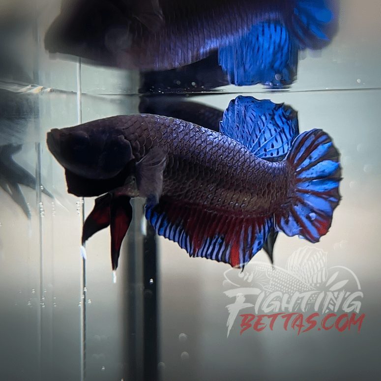 Sakai Top Fighter D122#4 Imported Thai Bloodline Betta Plakat