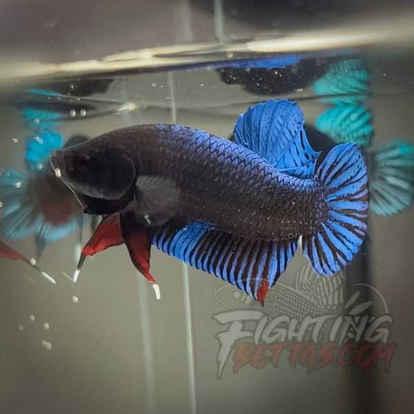 Sakai Top Fighter D122#5 Imported Thai Bloodline Betta Plakat