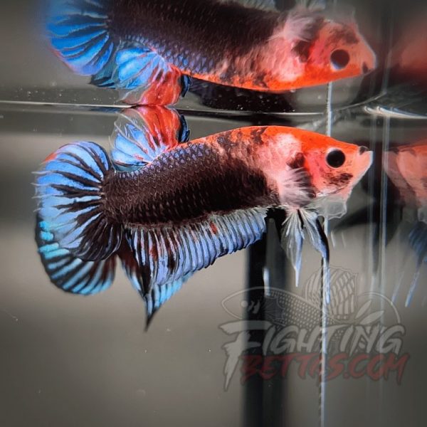 Sakai “GHOST” Fighter SG10#3 Thai Bloodline Betta Plakat