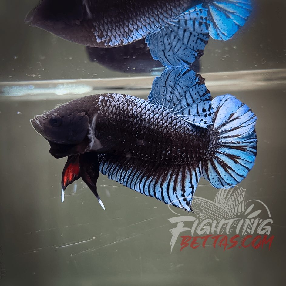 Phantom Series PH#6 Imported Thai Bloodline Betta Plakat