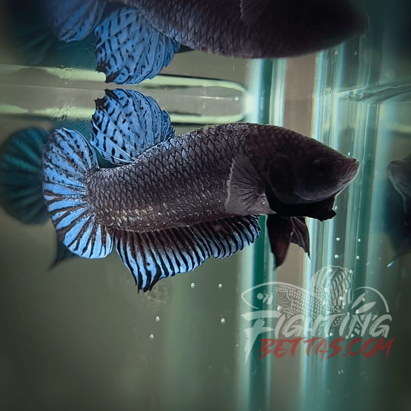 Phantom Series PH#3 Imported Thai Bloodline Betta Plakat