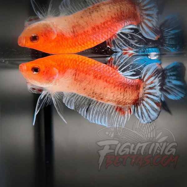 Sakai “GHOST” Fighter SG10#5 Thai Bloodline Betta Plakat