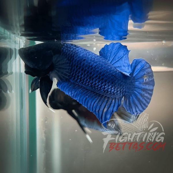Hades Series Fighter HS6#14 Imported Thai Bloodline Betta Plakat