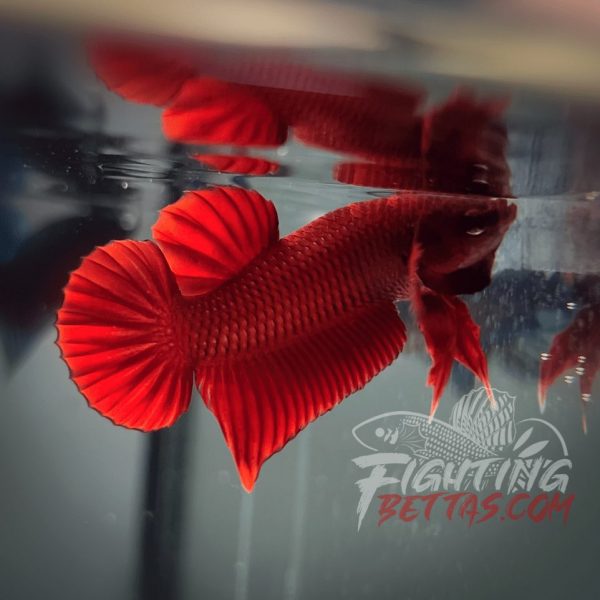 Fire Bagan API BA2#2 Imported Indo Bloodline Betta Plakat