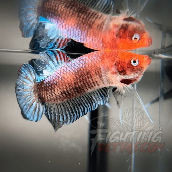 Sakai “GHOST” Fighter SG10#6 Thai Bloodline Betta Plakat