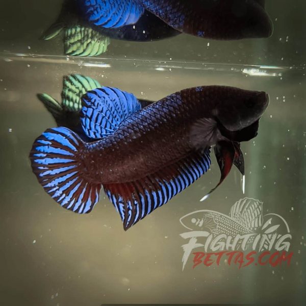 Sakai Top Fighter K60#3 Imported Thai Bloodline Betta Plakat