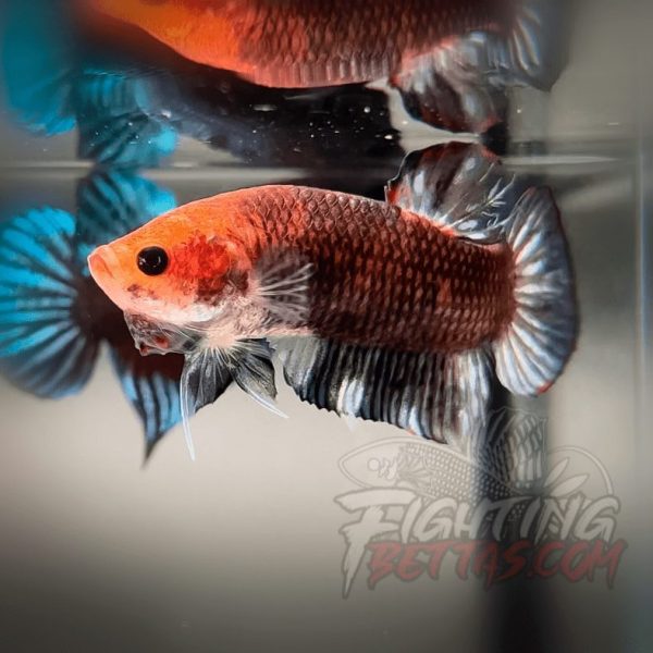 Sakai “GHOST” Fighter SG10#10 Thai Bloodline Betta Plakat