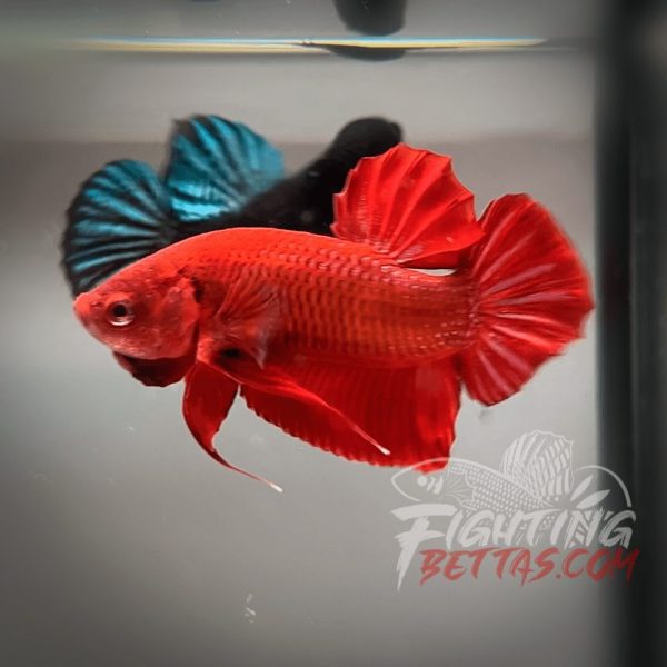 Fire Bagan API BA2#3 Imported Indo Bloodline Betta Plakat