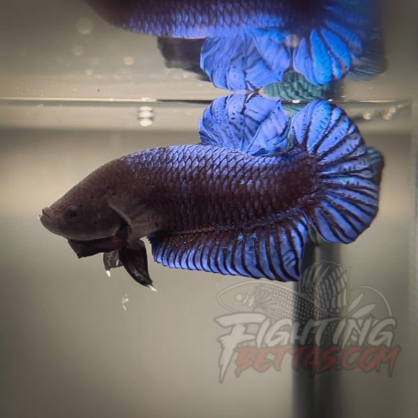 Hades Series Fighter HS6#7 Imported Thai Bloodline Betta Plakat