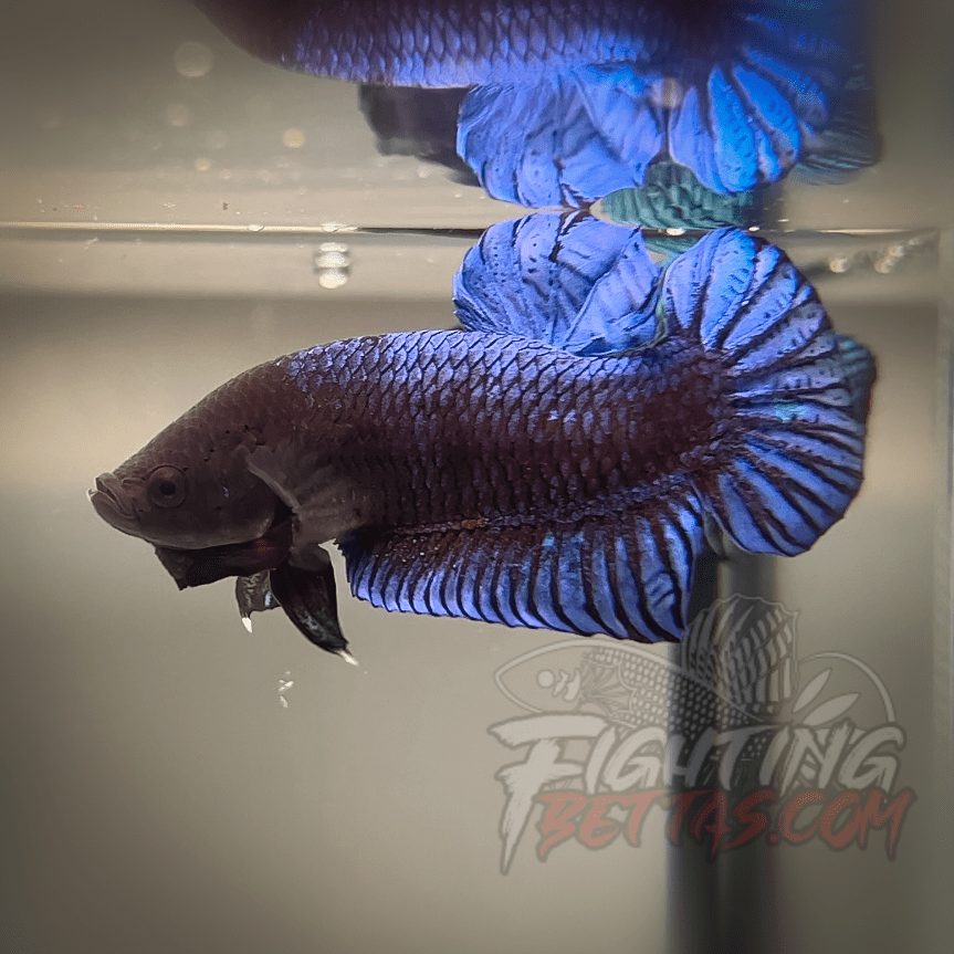 Hades Series Fighter HS6#7 Imported Thai Bloodline Betta Plakat