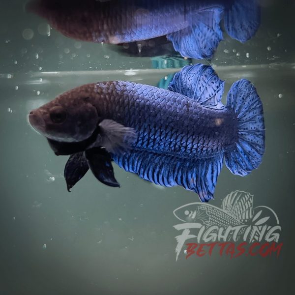 Hades Series Fighter HS6#12 Imported Thai Bloodline Betta Plakat