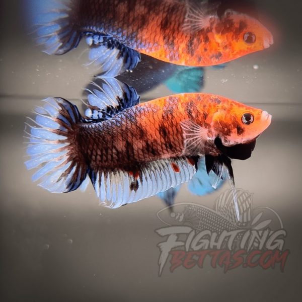 Sakai “GHOST” Fighter SG10#7 Thai Bloodline Betta Plakat
