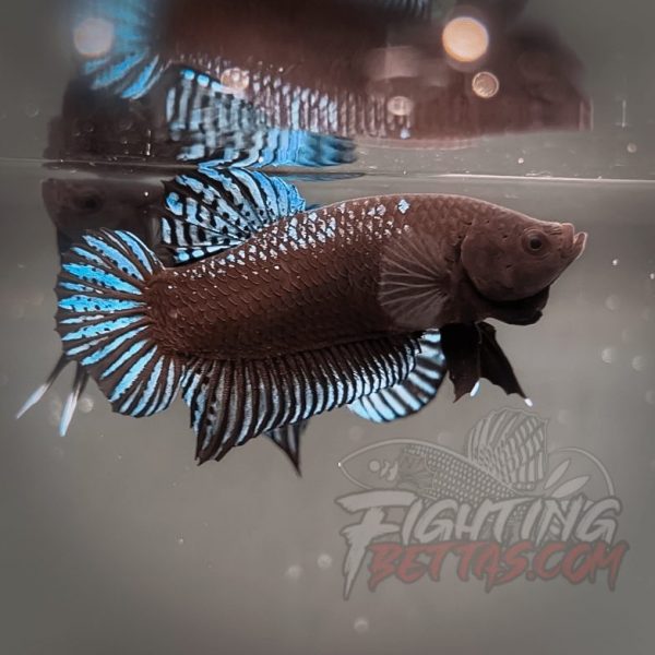 Phantom Series V4#8 Imported Thai Bloodline Betta Plakat