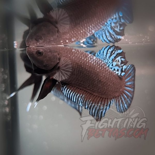 Phantom Series V4#9 Imported Thai Bloodline Betta Plakat