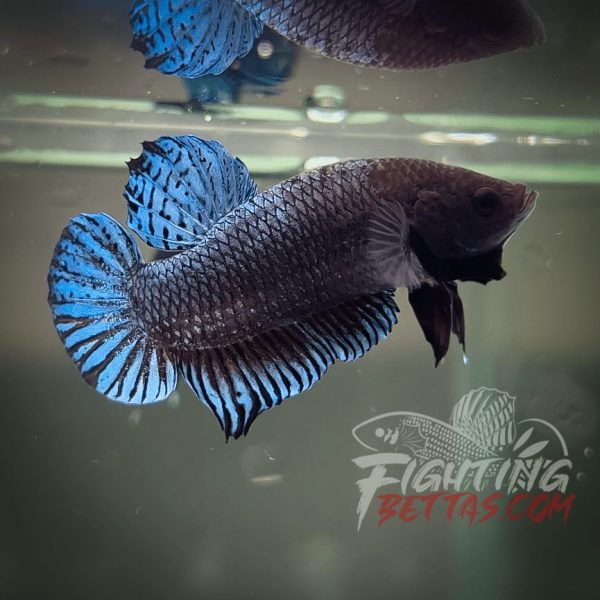 Phantom Series PH#3 Imported Thai Bloodline Betta Plakat