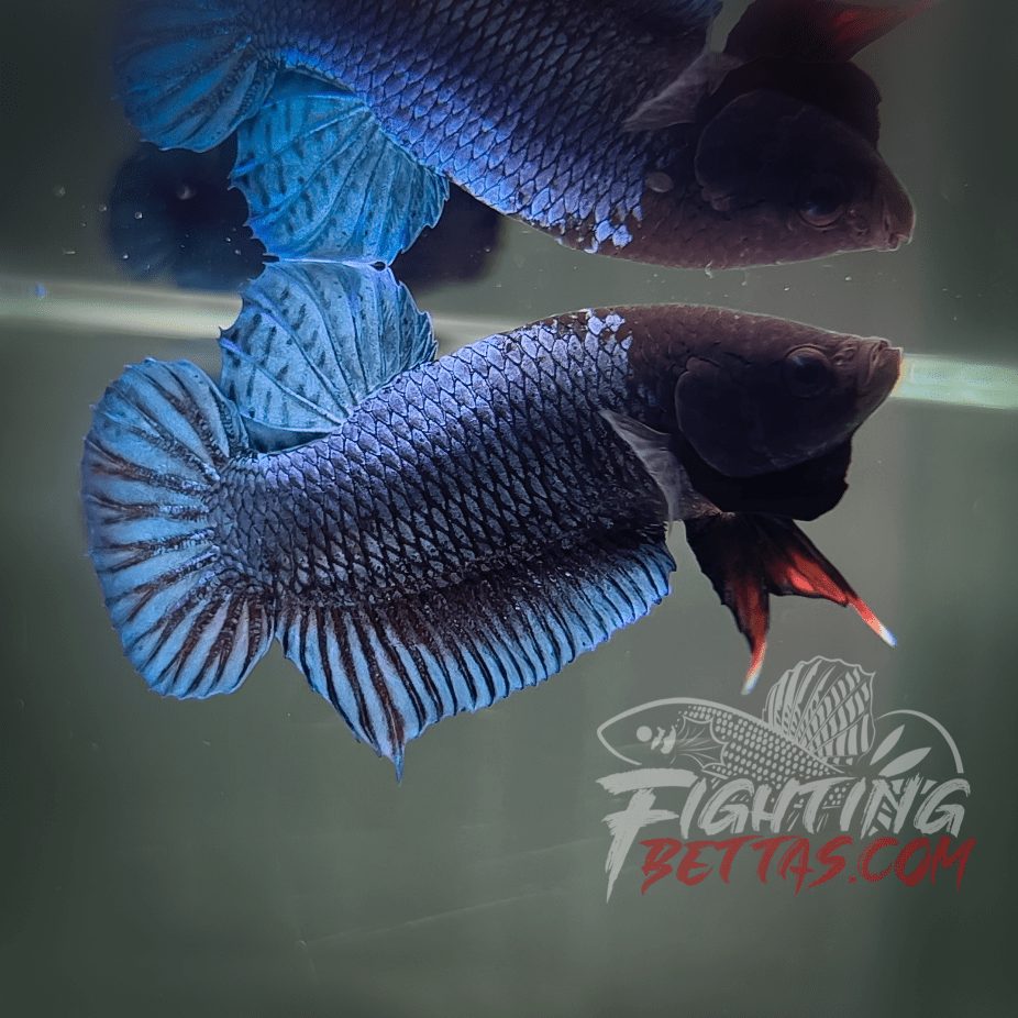 Phantom Series PH#5 Imported Thai Bloodline Betta Plakat